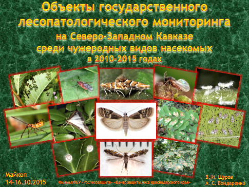 Современное распространение новых видов-инвайдеров (Insecta: Homoptera, Heteroptera, Hymenoptera, Diptera, Lepidoptera) в древесно-кустарниковых экосистемах Северо-Западного Кавказа