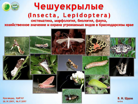 Насекомые Чешуекрылые (Insecta, Lepidoptera): систематика, морфология, биономия, фаунистика, хозяйственное значение