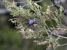 Juniperus-excelsa-дефолиация-403
