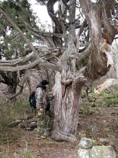 Juniperus-старше-300-лет