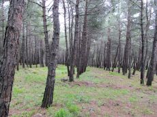 Pinus-pityusa-лесные-культуры