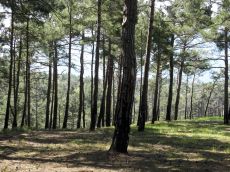 Pinus-pityusa-массив