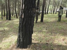 Pinus-pityusa-обследование
