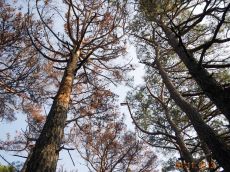 Ips-acuminatus-очаг-на-Pinus-pityusa-