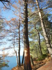 Pinus-pityusa-категория-4