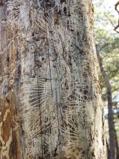 Pinus-pityusa-категория-5